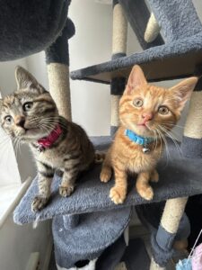 Kittens looking for their forever homes