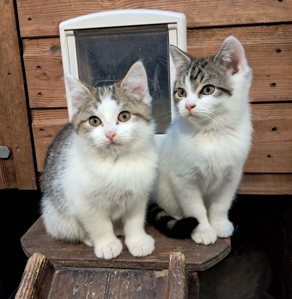 copper_kittens